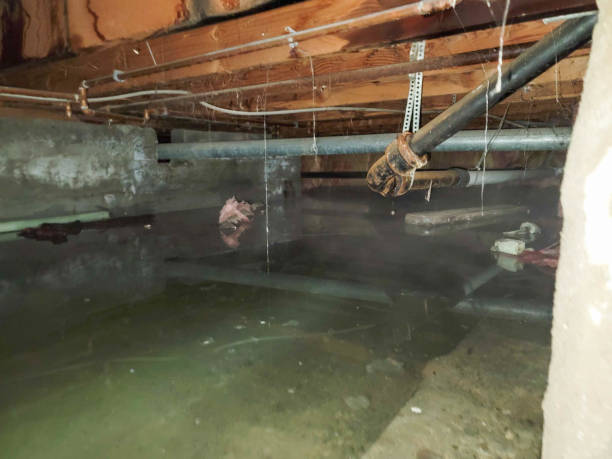 Best Sewage cleanup and water damage restoration  in Bristol, FL